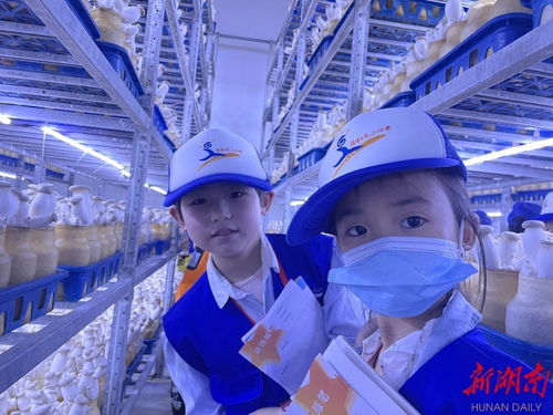 永州湖南日報小記者探訪杏鮑菇成長奧秘，感受生物科技魅力